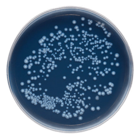 itaa: azienda specializzata nel controllo Legionella torri evaporative